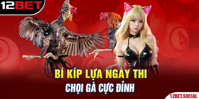 Bí kíp lựa ngày thi chọi gà cực đỉnh Bí kíp lựa ngày thi chọi gà cực đỉnh