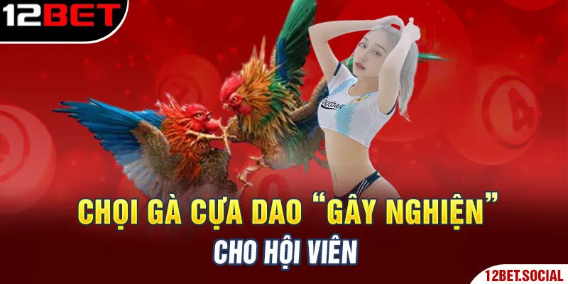 Chọi gà cựa dao “gây nghiện” cho hội viên